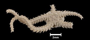 Media type: image;   Invertebrate Zoology OPH-3501 Aspect: ventral